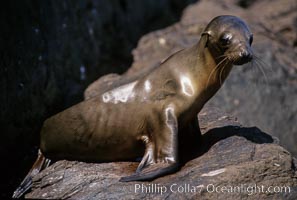 California sea lion pup starving during 1997-8 El Nino event, Coronado Islands, Zalophus californianus, Coronado Islands (Islas Coronado)