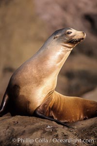 California sea lion, Los Coronado Islands.