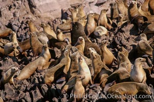 California sea lion colony, Los Coronado Islands.