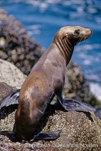 California sea lion pup, starving during El Nino event, Los Coronado Islands, Zalophus californianus, Coronado Islands (Islas Coronado)