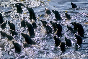 California sea lions gather on the surface in Monterey Harbor, central California coast, Zalophus californianus