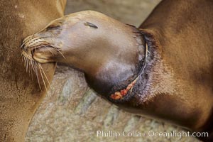 California sea lion, with monofiliment cut, on the Monterey Breakwater, Zalophus californianus