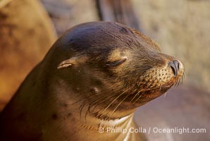 California sea lion, Zalophus californianus, Monterey