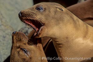 California sea lion, juveniles mock sparring, Zalophus californianus, Monterey