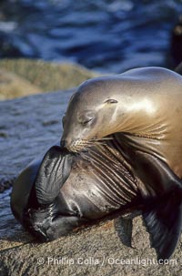 California sea lion, Zalophus californianus, Monterey