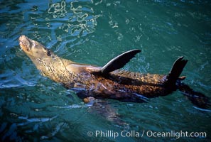 California sea lion, thermoregulating, Zalophus californianus, Monterey