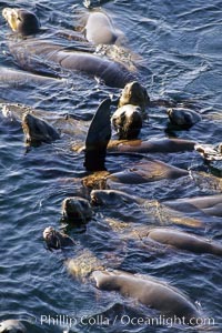 California sea lions, rafting, Zalophus californianus, Monterey