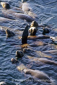 California sea lions, rafting, Zalophus californianus, Monterey