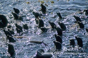 California sea lions, rafting, Zalophus californianus, Monterey