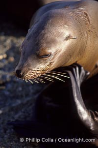 California sea lion, Zalophus californianus, Monterey