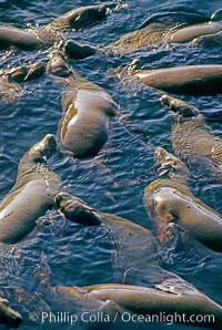 California sea lions, group rafting / socializing, Zalophus californianus, Monterey