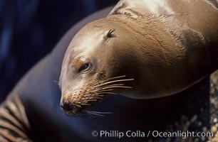 California sea lion, head whiskers and external ear, Zalophus californianus, Monterey