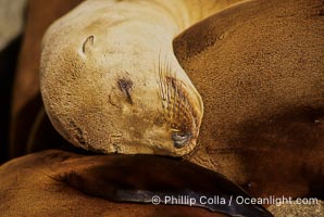 California sea lions, resting / hauled out, Zalophus californianus, Monterey