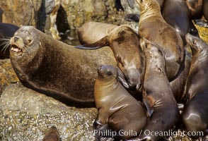 California sea lion colony, Zalophus californianus, Monterey