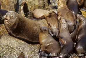 California sea lion colony.