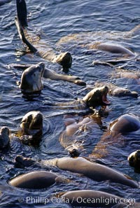 California sea lions, group rafting / socializing, Zalophus californianus, Monterey