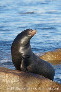 California sea lion, adult male, hauled out on rocks to rest, early morning sunrise light, Monterey breakwater rocks, Zalophus californianus