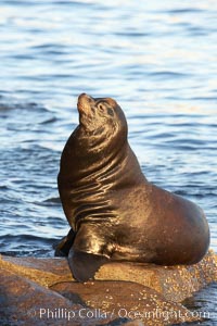 California sea lion, adult male, hauled out on rocks to rest, early morning sunrise light, Monterey breakwater rocks, Zalophus californianus