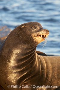 California sea lion, adult male, hauled out on rocks to rest, early morning sunrise light, Monterey breakwater rocks, Zalophus californianus