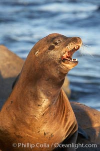 California sea lion, adult male, hauled out on rocks to rest, early morning sunrise light, Monterey breakwater rocks, Zalophus californianus