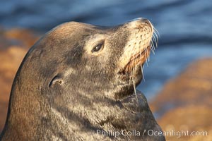 California sea lion, adult male, profile of head showing long whiskers and prominent sagittal crest (cranial crest bone), hauled out on rocks to rest, early morning sunrise light, Monterey breakwater rocks, Zalophus californianus