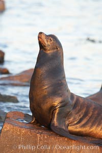 California sea lion, adult male, hauled out on rocks to rest, early morning sunrise light, Monterey breakwater rocks, Zalophus californianus