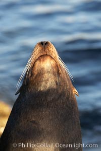 California sea lion, adult male, hauled out on rocks to rest, early morning sunrise light, Monterey breakwater rocks, Zalophus californianus