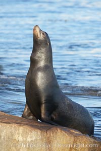 California sea lion, adult male, hauled out on rocks to rest, early morning sunrise light, Monterey breakwater rocks, Zalophus californianus