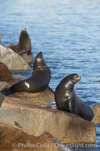 California sea lion, adult male, hauled out on rocks to rest, early morning sunrise light, Monterey breakwater rocks, Zalophus californianus