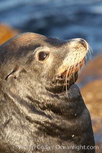 California sea lion, adult male, profile of head showing long whiskers and prominent sagittal crest (cranial crest bone), hauled out on rocks to rest, early morning sunrise light, Monterey breakwater rocks, Zalophus californianus