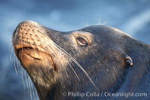 California sea lion, adult male, profile of head showing long whiskers and prominent sagittal crest (cranial crest bone), hauled out on rocks to rest, early morning sunrise light, Monterey breakwater rocks, Zalophus californianus