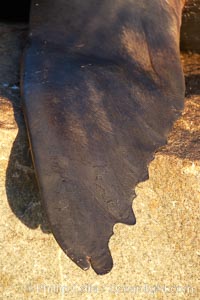 California sea lion, fore flipper (fin), hauled out on rocks to rest, early morning sunrise light, Monterey breakwater rocks, Zalophus californianus