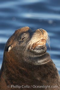 California sea lion, adult male, profile of head showing long whiskers and prominent sagittal crest (cranial crest bone), hauled out on rocks to rest, early morning sunrise light, Monterey breakwater rocks, Zalophus californianus