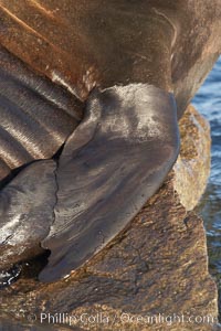 California sea lion, fore flipper (fin), hauled out on rocks to rest, early morning sunrise light, Monterey breakwater rocks, Zalophus californianus