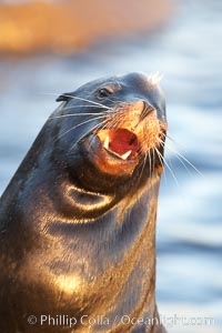 California sea lion, adult male, hauled out on rocks to rest, early morning sunrise light, Monterey breakwater rocks, Zalophus californianus