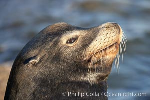 California sea lion, adult male, profile of head showing long whiskers and prominent sagittal crest (cranial crest bone), hauled out on rocks to rest, early morning sunrise light, Monterey breakwater rocks, Zalophus californianus