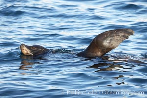 California sea lion, regulating its temperature (thermoregulating) by raising its foreflipper out of the water as it rests and floats, Monterey breakwater rocks, Zalophus californianus