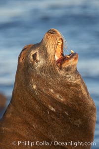 California sea lion, adult male, profile of head showing long whiskers and prominent sagittal crest (cranial crest bone), hauled out on rocks to rest, early morning sunrise light, Monterey breakwater rocks.