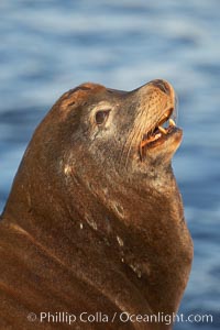 California sea lion, adult male, profile of head showing long whiskers and prominent sagittal crest (cranial crest bone), hauled out on rocks to rest, early morning sunrise light, Monterey breakwater rocks, Zalophus californianus