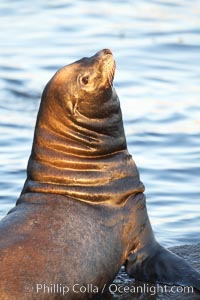 California sea lion, adult male, profile of head showing long whiskers and prominent sagittal crest (cranial crest bone), hauled out on rocks to rest, early morning sunrise light, Monterey breakwater rocks, Zalophus californianus