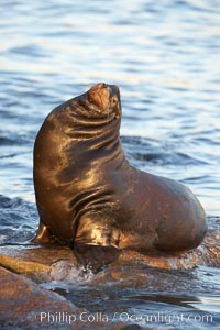 California sea lion, adult male, hauled out on rocks to rest, early morning sunrise light, Monterey breakwater rocks, Zalophus californianus