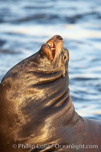 California sea lion, adult male, hauled out on rocks to rest, early morning sunrise light, Monterey breakwater rocks, Zalophus californianus