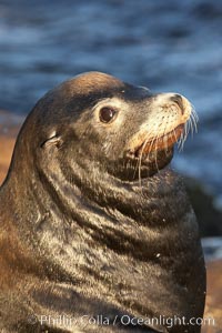 California sea lion, adult male, profile of head showing long whiskers and prominent sagittal crest (cranial crest bone), hauled out on rocks to rest, early morning sunrise light, Monterey breakwater rocks.