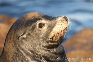 California sea lion, adult male, profile of head showing long whiskers and prominent sagittal crest (cranial crest bone), hauled out on rocks to rest, early morning sunrise light, Monterey breakwater rocks, Zalophus californianus