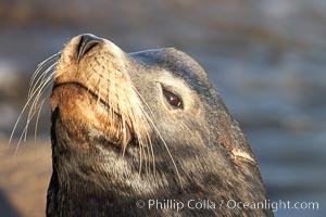 California sea lion, adult male, profile of head showing long whiskers and prominent sagittal crest (cranial crest bone), hauled out on rocks to rest, early morning sunrise light, Monterey breakwater rocks, Zalophus californianus