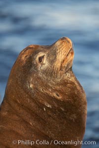 California sea lion, adult male, profile of head showing long whiskers and prominent sagittal crest (cranial crest bone), hauled out on rocks to rest, early morning sunrise light, Monterey breakwater rocks, Zalophus californianus