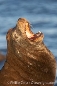 California sea lion, adult male, profile of head showing long whiskers and prominent sagittal crest (cranial crest bone), hauled out on rocks to rest, early morning sunrise light, Monterey breakwater rocks.