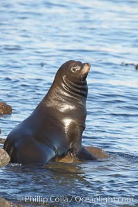 California sea lion, adult male, hauled out on rocks to rest, early morning sunrise light, Monterey breakwater rocks, Zalophus californianus