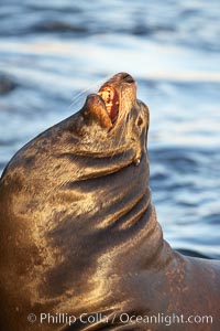 California sea lion, adult male, profile of head showing long whiskers and prominent sagittal crest (cranial crest bone), hauled out on rocks to rest, early morning sunrise light, Monterey breakwater rocks, Zalophus californianus