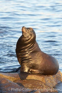 California sea lion, adult male, hauled out on rocks to rest, early morning sunrise light, Monterey breakwater rocks, Zalophus californianus